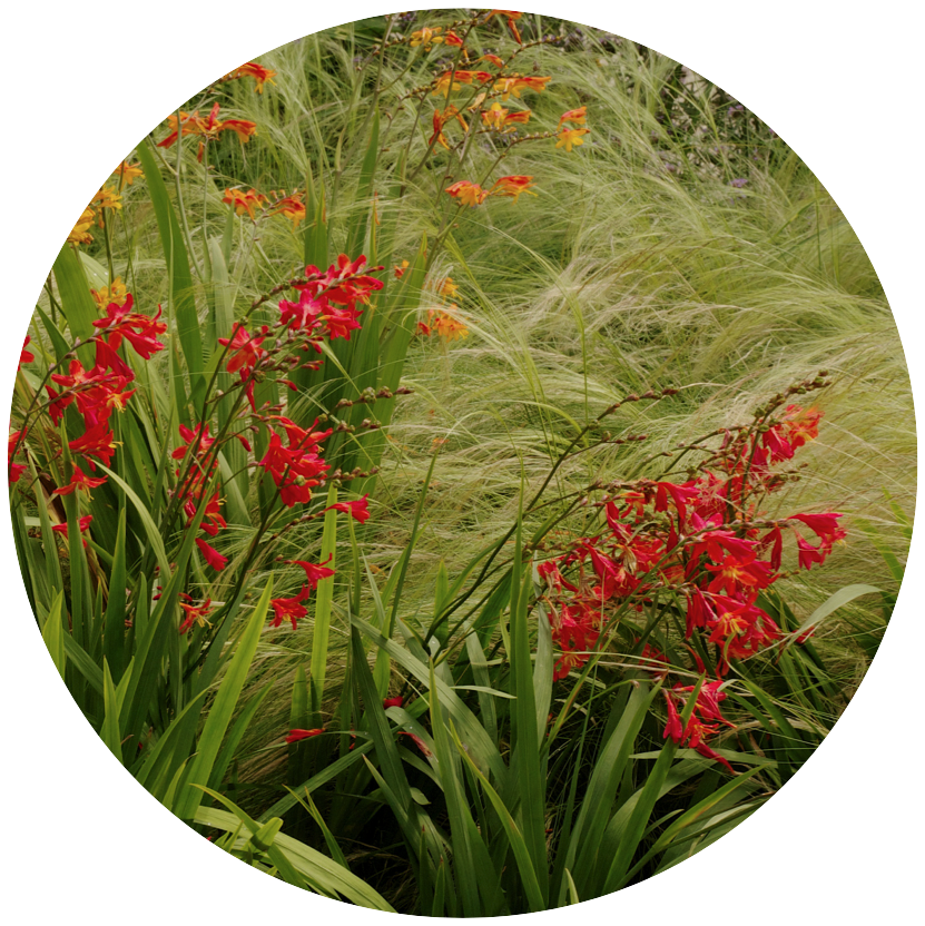 Voorbeeld van vedergras gecombineerd met Crocosmia