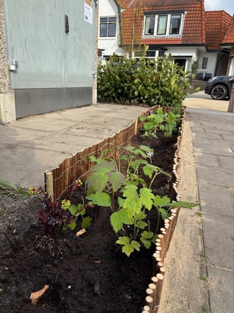 resultaat plantdag travohuisje Spaargarenstraat